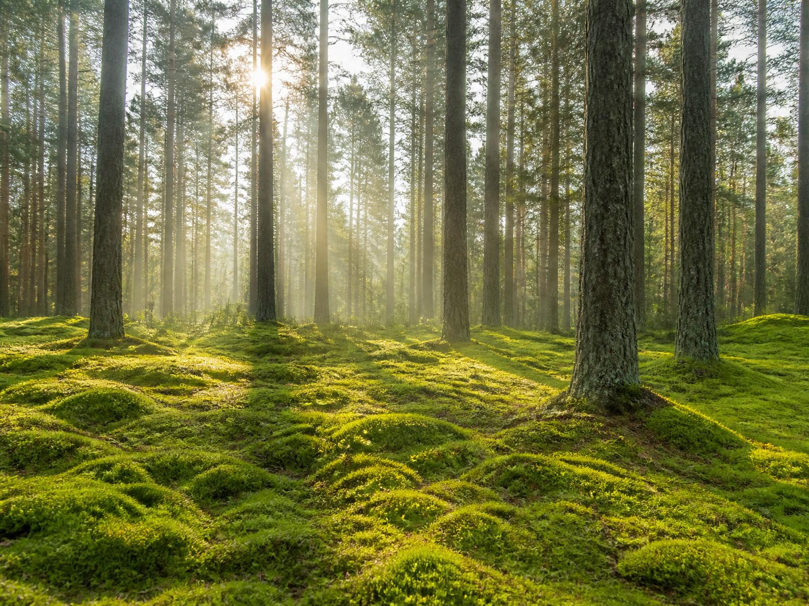 Sunlit Nordic pine forest