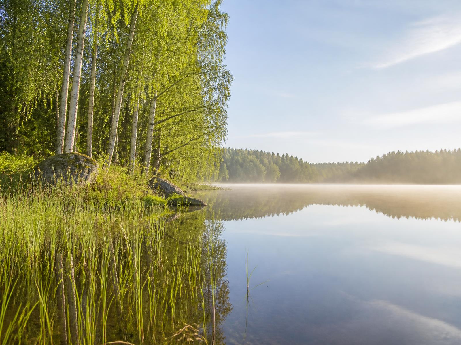 Calm Nordic lake shore with birch trees in morning sunlight